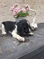 Chubby, a male English Springer Spaniel for sale in Quarryville, PA – 6 of 6