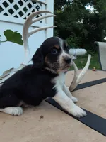 Chase, a male English Springer Spaniel for sale in Quarryville, PA – 5 of 7