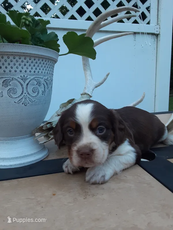 Charlotte – English Springer Spaniel puppy for sale in Quarryville, PA