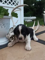 Chubby, a male English Springer Spaniel for sale in Quarryville, PA – 2 of 3
