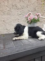 Chubby, a male English Springer Spaniel for sale in Quarryville, PA – 5 of 6