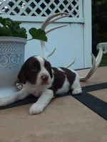 Carrie, a female English Springer Spaniel for sale in Quarryville, PA – 2 of 3