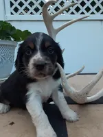 Chase, a male English Springer Spaniel for sale in Quarryville, PA – 4 of 7