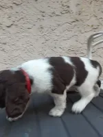 Carrie, a female English Springer Spaniel for sale in Quarryville, PA – 2 of 4