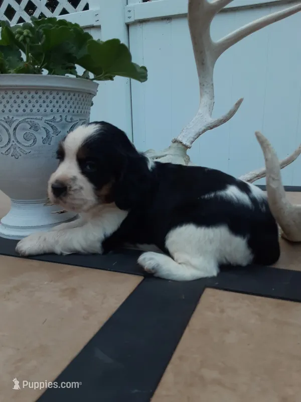 Champ – English Springer Spaniel puppy for sale in Quarryville, PA