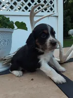 Chase, a male English Springer Spaniel for sale in Quarryville, PA – 7 of 7