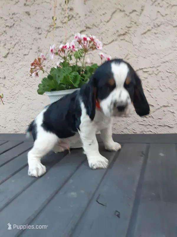 Champ – English Springer Spaniel puppy for sale in Quarryville, PA