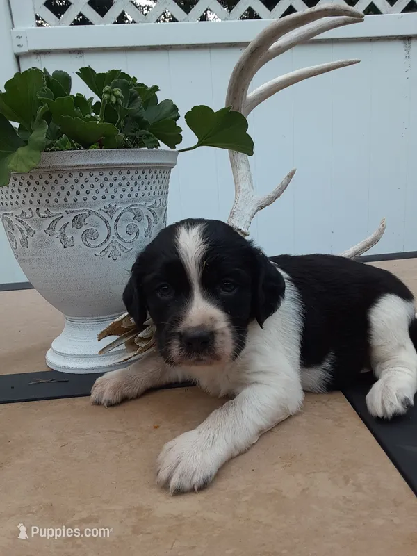 Chubby – English Springer Spaniel puppy for sale in Quarryville, PA