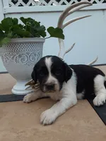 Chubby, a male English Springer Spaniel for sale in Quarryville, PA – 1 of 3