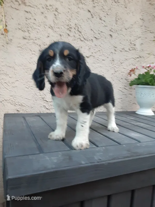 Chase – English Springer Spaniel puppy for sale in Quarryville, PA