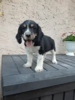 Chase, a male English Springer Spaniel for sale in Quarryville, PA – 2 of 7