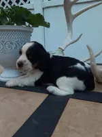 Champ, a male English Springer Spaniel for sale in Quarryville, PA – 2 of 4