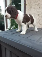 Carrie, a female English Springer Spaniel for sale in Quarryville, PA – 4 of 4