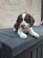 Charlotte, a female English Springer Spaniel for sale in Quarryville, PA – 2 of 5