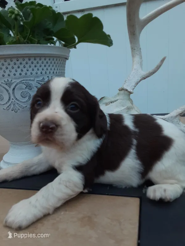 Carrie – English Springer Spaniel puppy for sale in Quarryville, PA