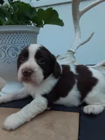Carrie, a female English Springer Spaniel for sale in Quarryville, PA – 1 of 3