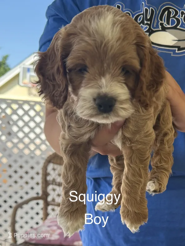 Squiggy – Cockapoo puppy for sale in Northfield, NJ