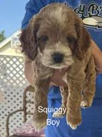 Squiggy, a male Cockapoo for sale in Northfield, NJ – 1 of 1