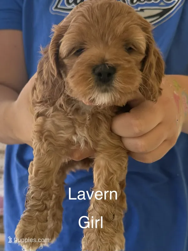 Lavern – Cockapoo puppy for sale in Northfield, NJ