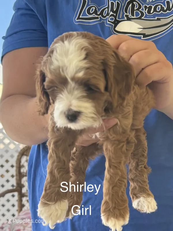 shirley – Cockapoo puppy for sale in Northfield, NJ