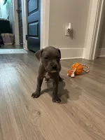 Draco, a male American Pit Bull Terrier for sale in Greer, SC – 4 of 7