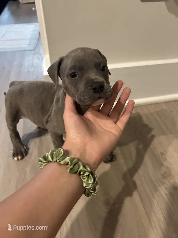 Draco – American Pit Bull Terrier puppy for sale in Greer, SC