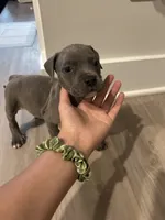 Draco, a male American Pit Bull Terrier for sale in Greer, SC – 1 of 7