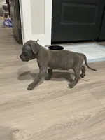 Draco, a male American Pit Bull Terrier for sale in Greer, SC – 2 of 7