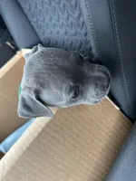 Draco, a male American Pit Bull Terrier for sale in Greer, SC – 7 of 7