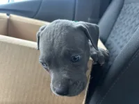 Draco, a male American Pit Bull Terrier for sale in Greer, SC – 5 of 7