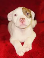 Sugar, a female American Pit Bull Terrier for sale in Uniontown, PA – Photo 4 of 6