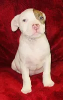 Sugar, a female American Pit Bull Terrier for sale in Uniontown, PA – Photo 6 of 6
