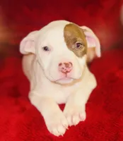 Sugar, a female American Pit Bull Terrier for sale in Uniontown, PA – Photo 2 of 6