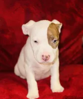 Sugar, a female American Pit Bull Terrier for sale in Uniontown, PA – Photo 5 of 6