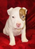 Sugar, a female American Pit Bull Terrier for sale in Uniontown, PA – Photo 3 of 6