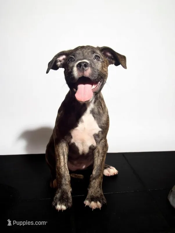 Princess – American Pit Bull Terrier puppy for sale in Uniontown, PA