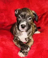 Princess, a female American Pit Bull Terrier for sale in Uniontown, PA – Photo 1 of 5