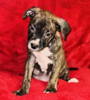 Princess, a female American Pit Bull Terrier for sale in Uniontown, PA – Photo 3 of 5