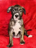 Princess, a female American Pit Bull Terrier for sale in Uniontown, PA – Photo 4 of 5