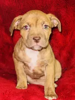 Luna, a female American Pit Bull Terrier for sale in Uniontown, PA – Photo 1 of 4