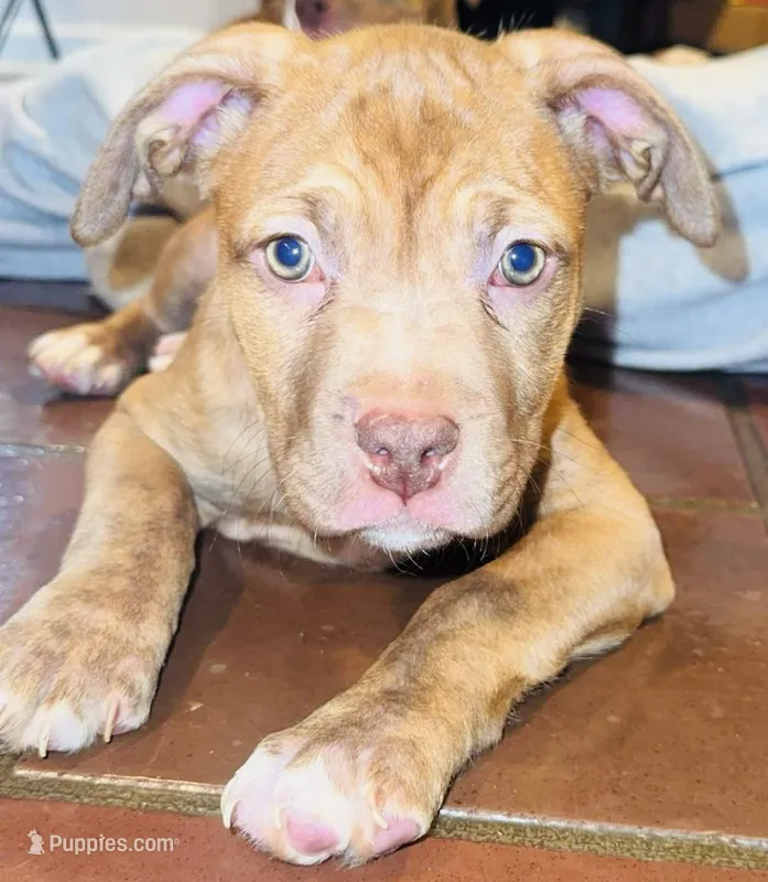 Luna – American Pit Bull Terrier puppy for sale in Uniontown, PA