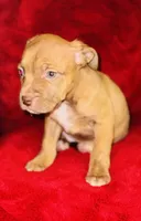 Luna, a female American Pit Bull Terrier for sale in Uniontown, PA – Photo 2 of 4