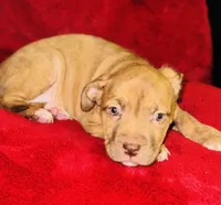 Luna, a female American Pit Bull Terrier for sale in Uniontown, PA – Photo 3 of 4