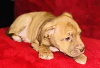 Luna, a female American Pit Bull Terrier for sale in Uniontown, PA – Photo 4 of 4