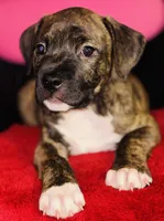 Thor, a male American Pit Bull Terrier for sale in Uniontown, PA – Photo 3 of 4