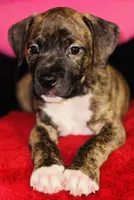 Thor, a male American Pit Bull Terrier for sale in Uniontown, PA – Photo 2 of 4