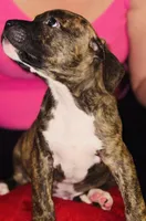 Thor, a male American Pit Bull Terrier for sale in Uniontown, PA – Photo 4 of 4