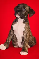 Thor, a male American Pit Bull Terrier for sale in Uniontown, PA – Photo 1 of 4