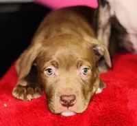 Rocky, a male American Pit Bull Terrier for sale in Uniontown, PA – Photo 2 of 5