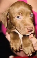 Rocky, a male American Pit Bull Terrier for sale in Uniontown, PA – Photo 5 of 5